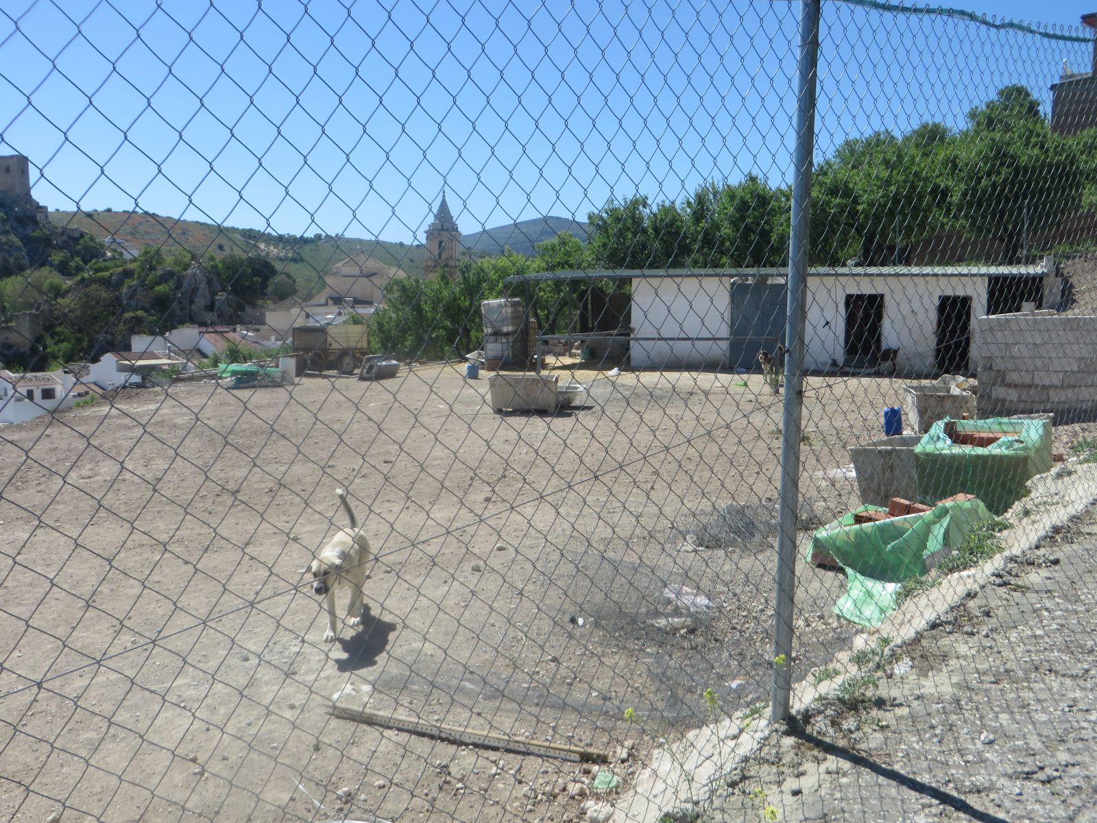 Imagen de la subasta en Luque